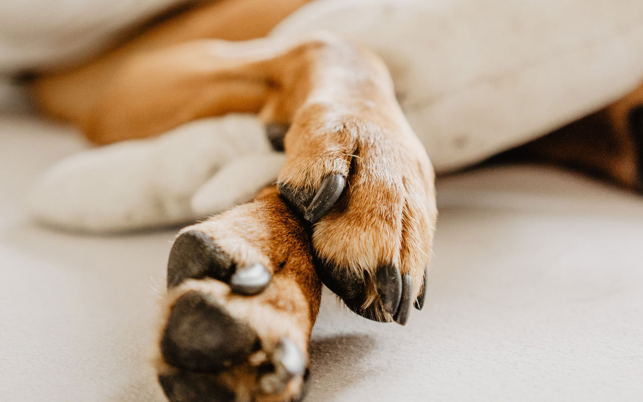 Pfotenpflege beim Hund